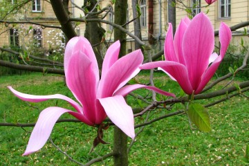 2015-04-29-magnolia-01