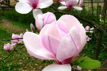 2015-04-29-magnolia-03
