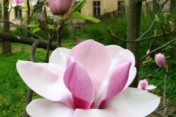 2015-04-29-magnolia-04