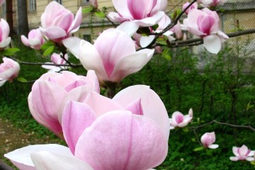 2015-04-29-magnolia-05