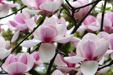 2015-04-29-magnolia-06