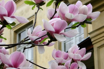 2015-04-29-magnolia-07