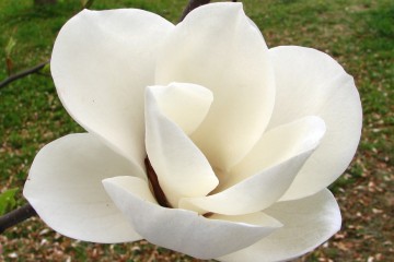 2015-04-29-magnolia-08