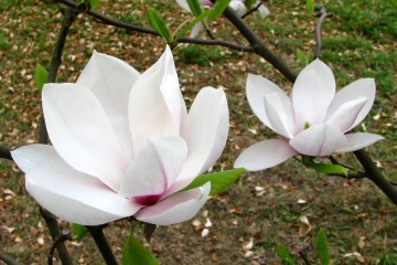 2015-04-29-magnolia-09