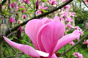 2015-04-29-magnolia-10