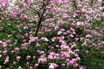 2015-04-29-magnolia-11