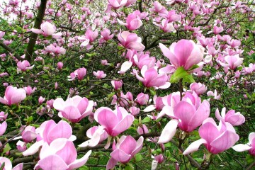 2015-04-29-magnolia-12