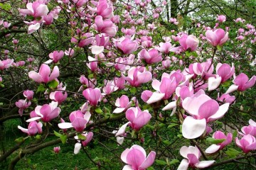 2015-04-29-magnolia-13