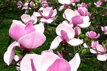 2015-04-29-magnolia-14