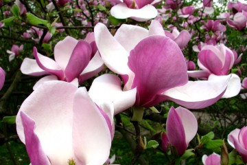 2015-04-29-magnolia-15