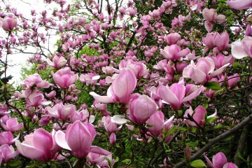 2015-04-29-magnolia-16