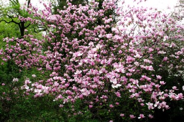 2015-04-29-magnolia-17