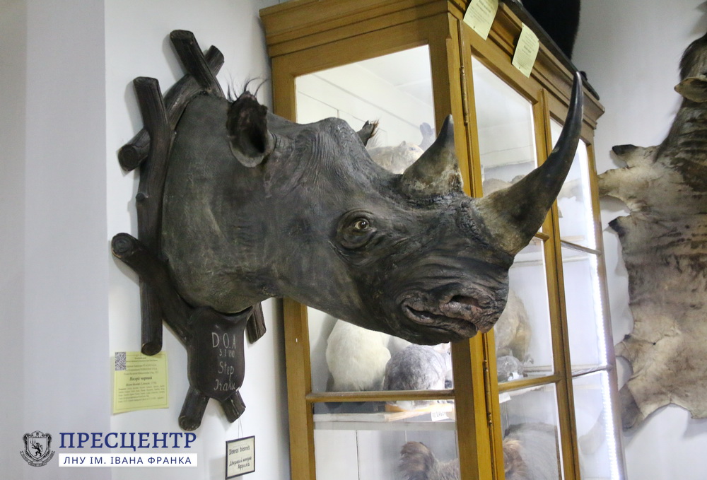 В Зоологічному музеї Університету триває модернізація експозиції