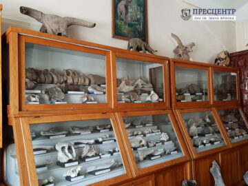 Екскурсія у доісторичні часи: які дива колекціонує Палеонтологічний музей Львівського університету